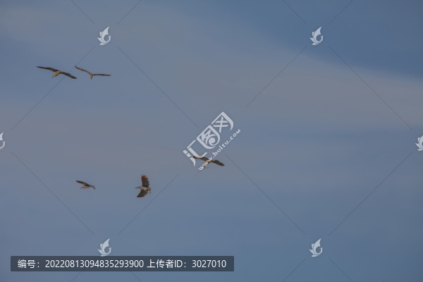壽縣鳥島