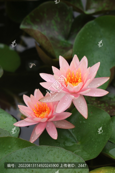 蓮花盛開(kāi)