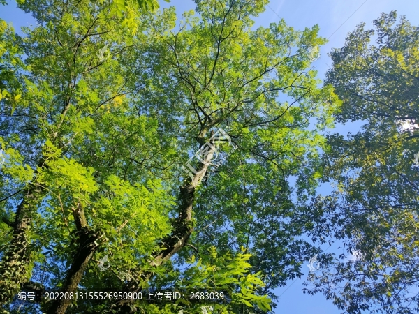 仰拍樹枝