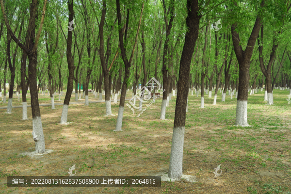 小樹林