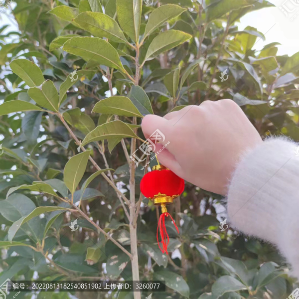 春節(jié)與紅燈籠