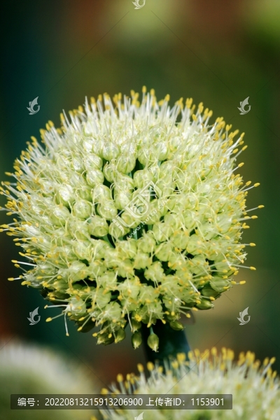 大蔥開花
