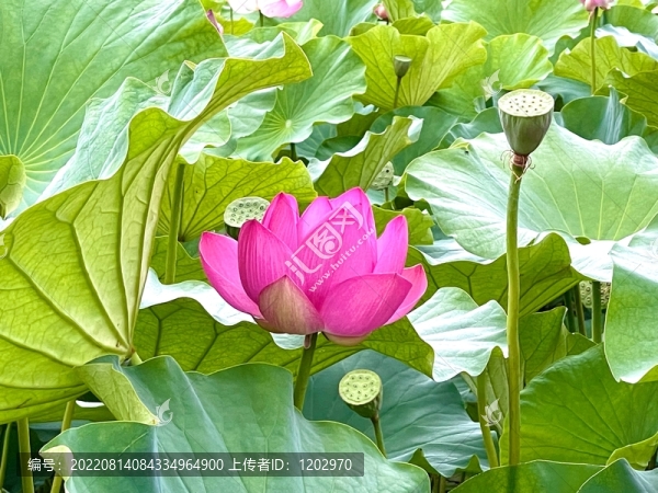 荷花