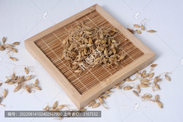 中草藥麥芽