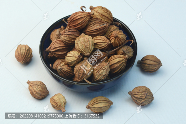 中草藥砂仁