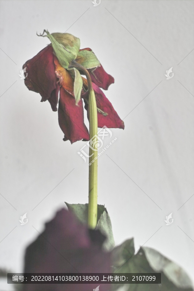 干枯紅玫瑰