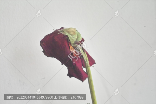 干紅玫瑰