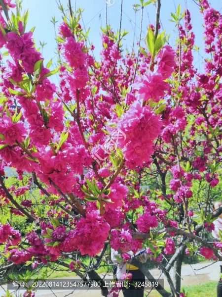 碧桃花