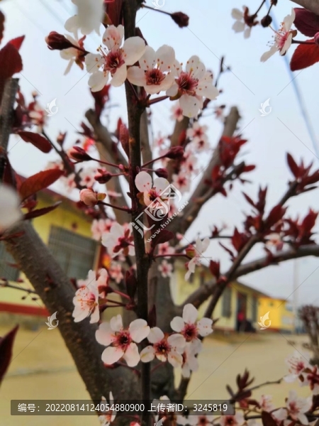 紫葉李
