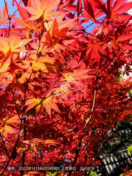 火紅秋色之雞爪槭