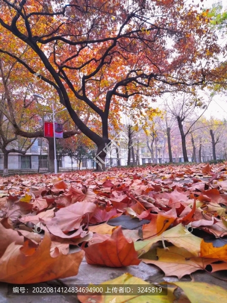 秋日落葉別樣風(fēng)景