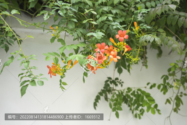 凌霄花