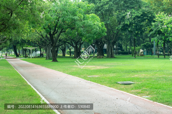 樹林實(shí)景