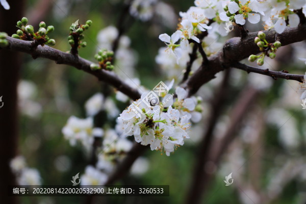 李花