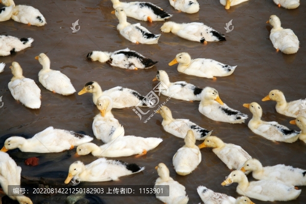 小鴨子