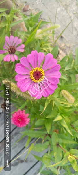 山上野菊花