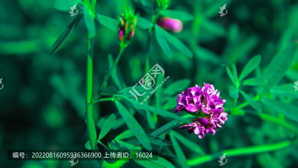 橫畫幅拍攝的紫色花朵