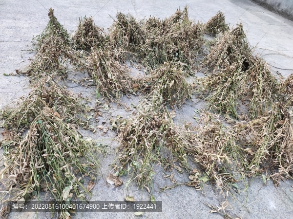 黃豆豐收