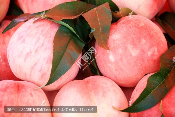 白花桃