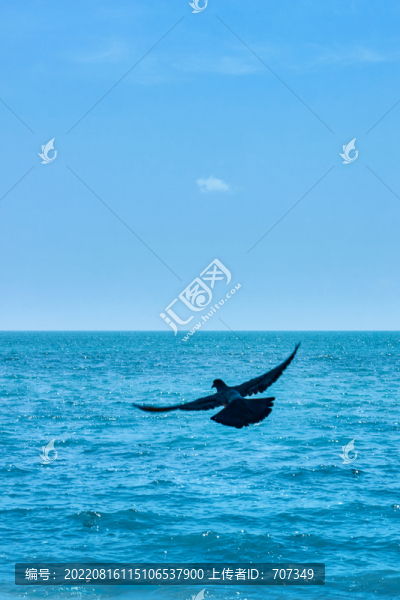 海上飛鴿