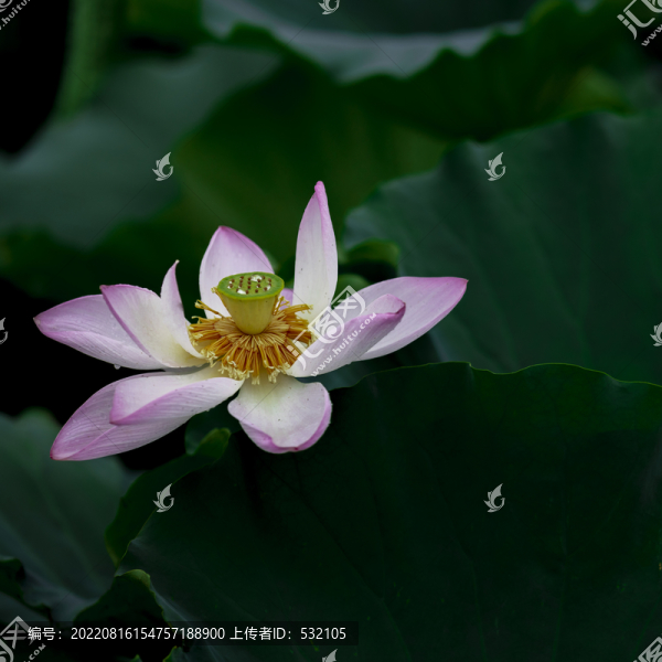 8月荷花別樣紅