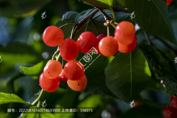 櫻桃