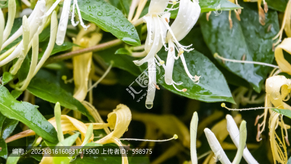 金銀花