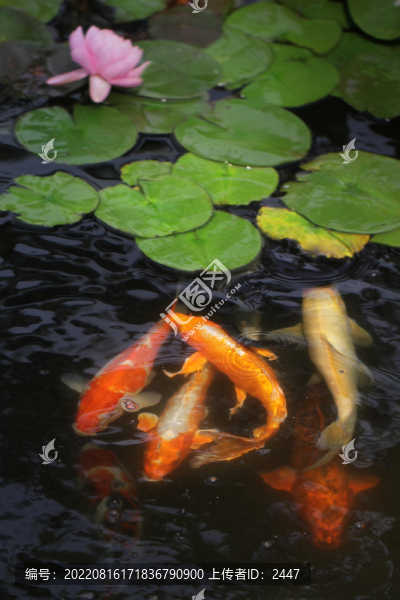 年年有魚