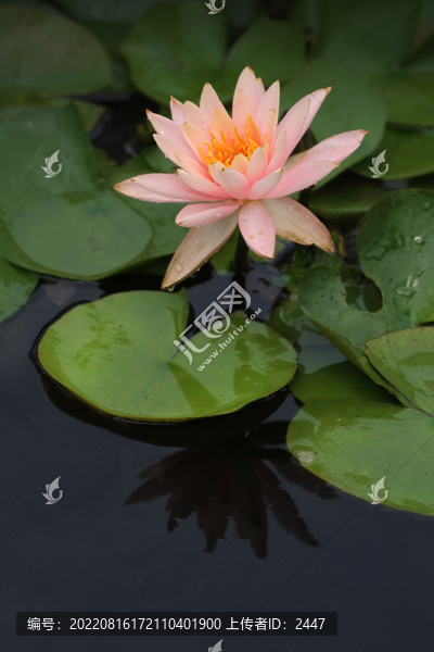 蓮花盛開(kāi)