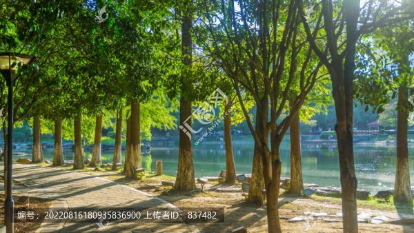 陽光樹影