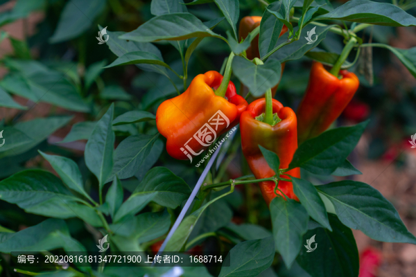辣椒