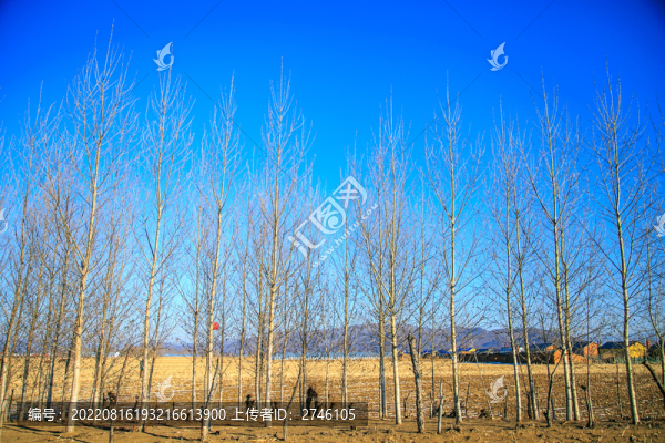 琿春的樹林