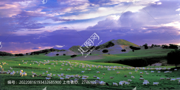 河北圍場(chǎng)羊群
