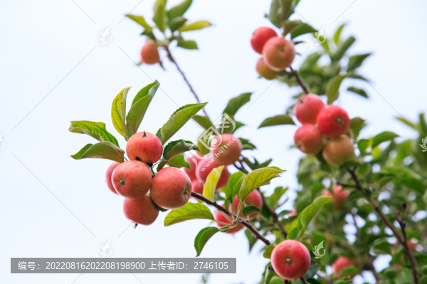 赤峰蘋果樹