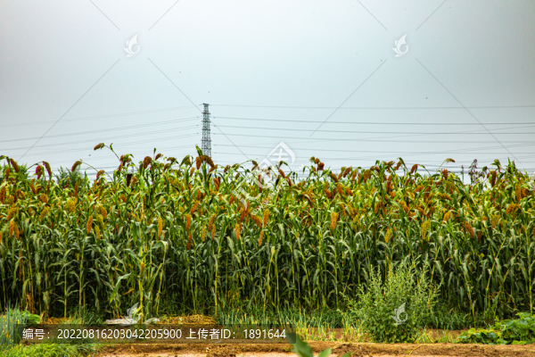 高粱種植