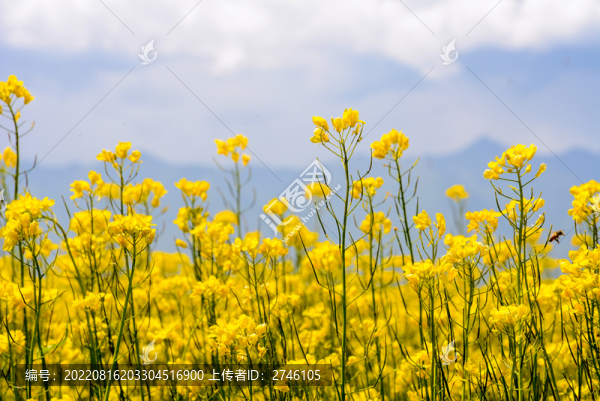 青海大通油菜花