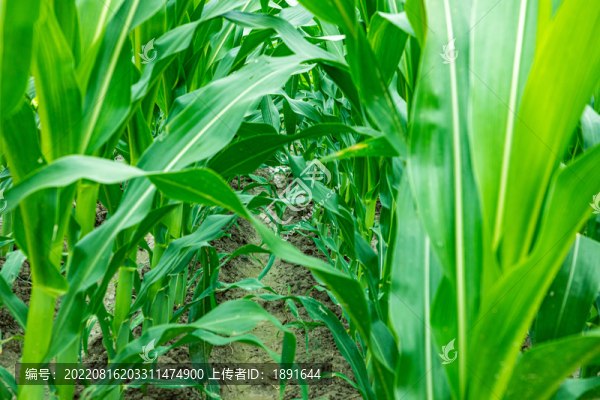玉米地