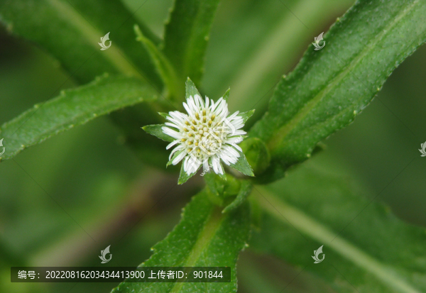 藥食兩用的植物鱧腸