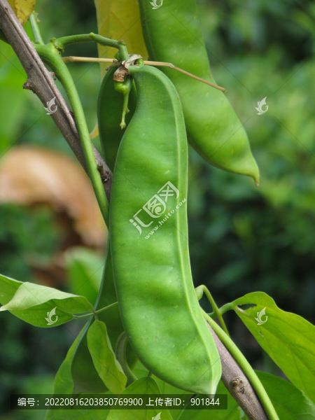 刀豆綠色的莢果