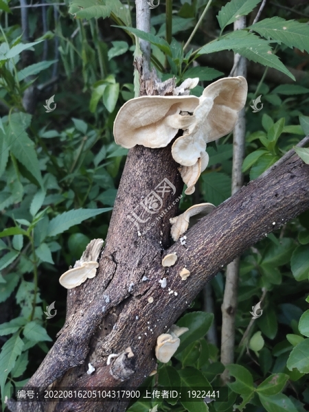 野生菌子