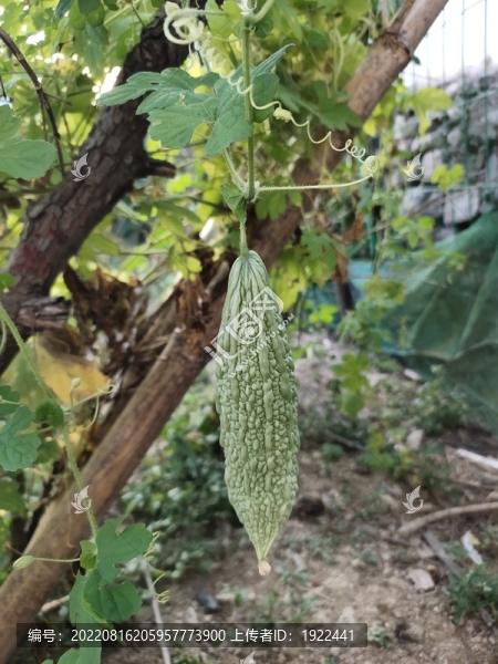 涼瓜