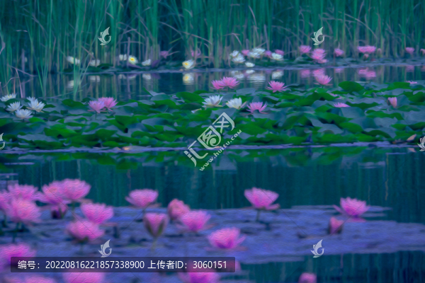 睡蓮