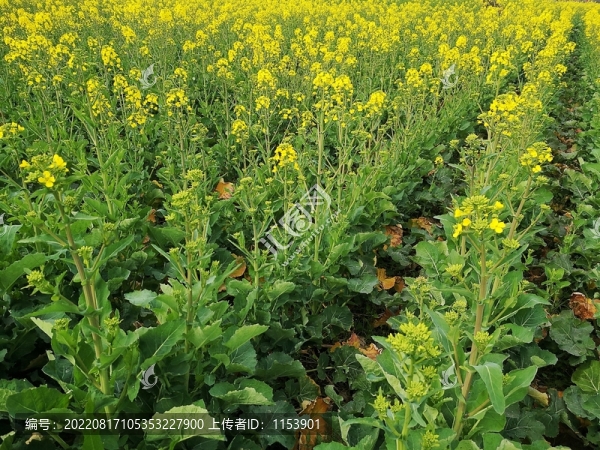 油菜開花