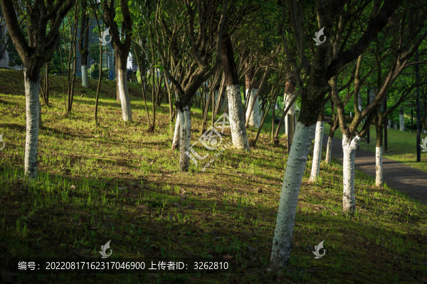 樹林斜陽