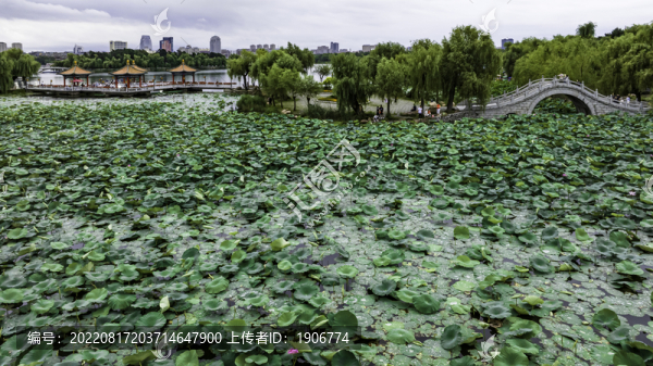 荷花盛開的長春南湖公園景觀