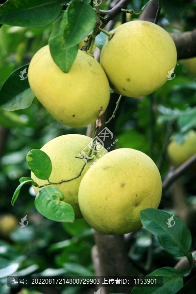 柚子樹(shù)