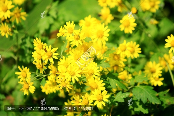 野菊花