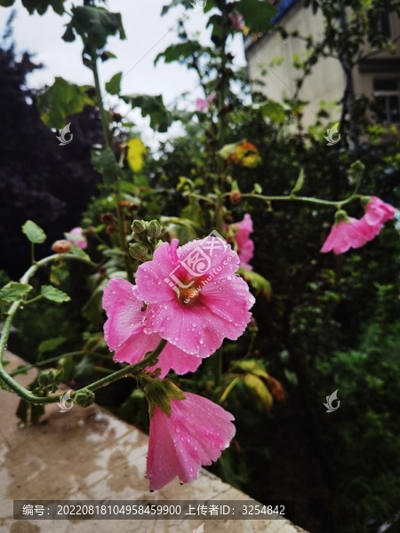 木槿