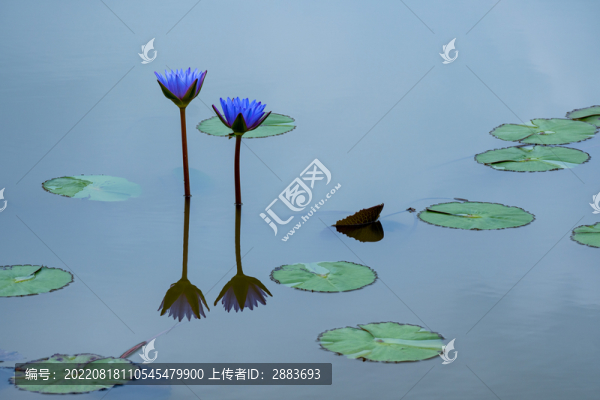 睡蓮