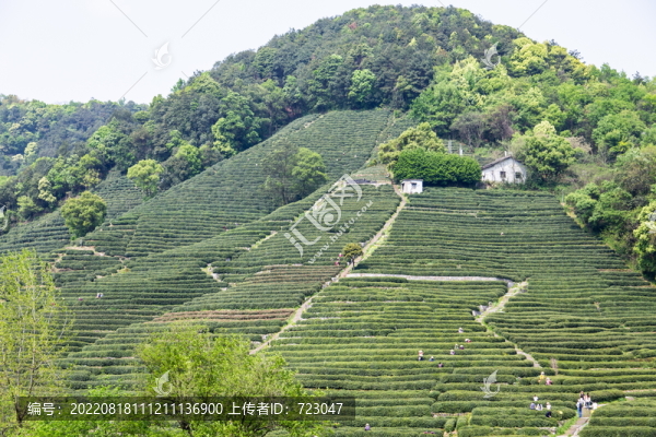 杭州龍井茶園